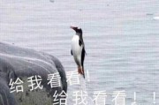 娱乐吃瓜君遛鸟大师